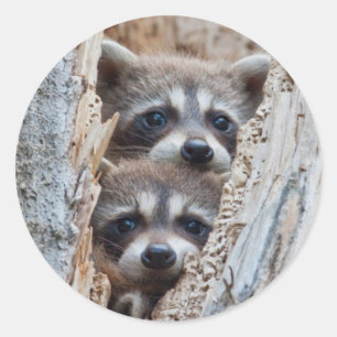Wyoming, Lincoln County, Raccoon Classic Round Sticker
