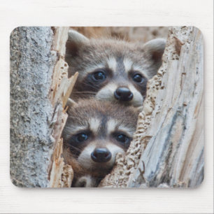 Wyoming, Lincoln County, Raccoon Mouse Pad