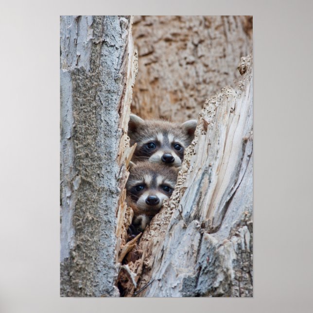 Wyoming, Lincoln County, Raccoon Poster (Front)