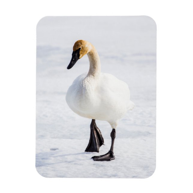 Wyoming, National Elk Refuge, Trumpeter Swan Magnet (Vertical)