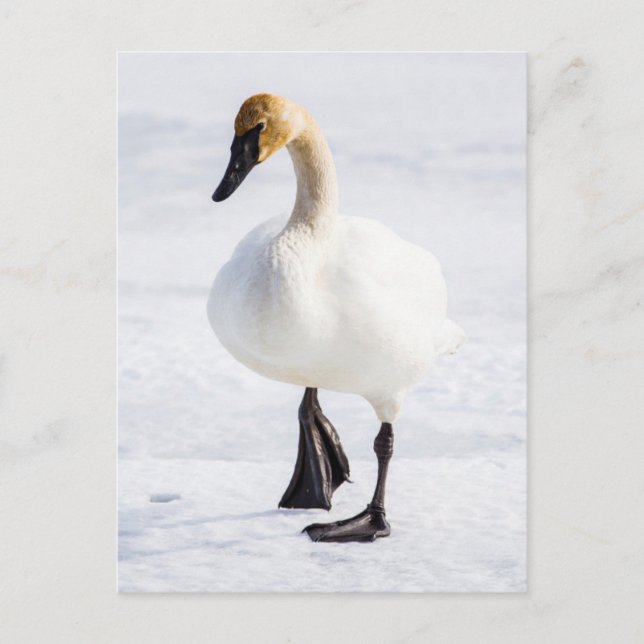 Wyoming, National Elk Refuge, Trumpeter Swan Postcard (Front)