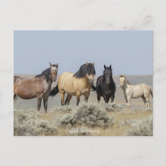 Wyoming sauvage - Carte postale (Devant)