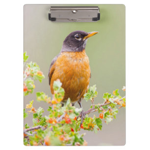Wyoming, Sublette County, An American Robin Clipboard