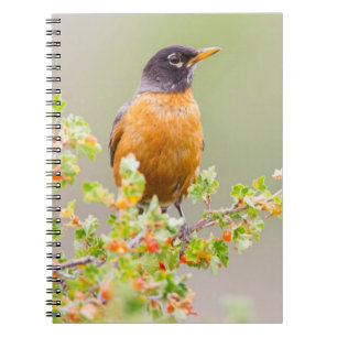 Wyoming, Sublette County, An American Robin Notebook