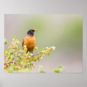 Wyoming, Sublette County, An American Robin Poster