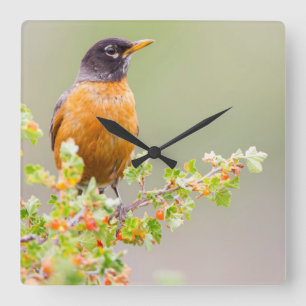 Wyoming, Sublette County, An American Robin Square Wall Clock