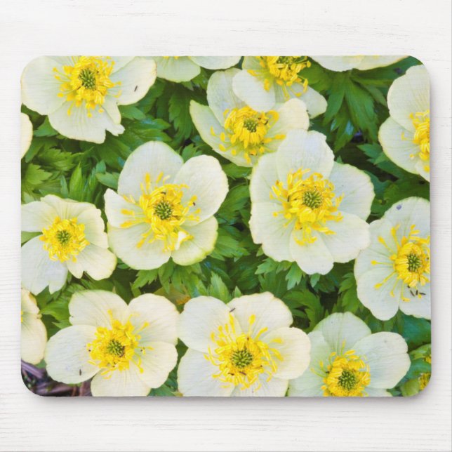 Wyoming, Sublette County, Close-up of a group Mouse Pad (Front)