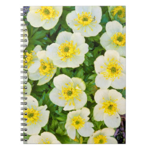 Wyoming, Sublette County, Close-up of a group Notebook