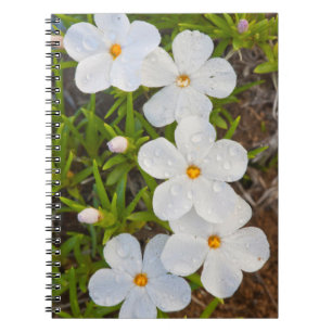 Wyoming, Sublette County, Close-up of Phlox Notebook
