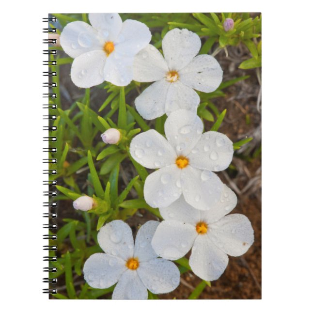 Wyoming, Sublette County, Close-up of Phlox Notebook (Front)