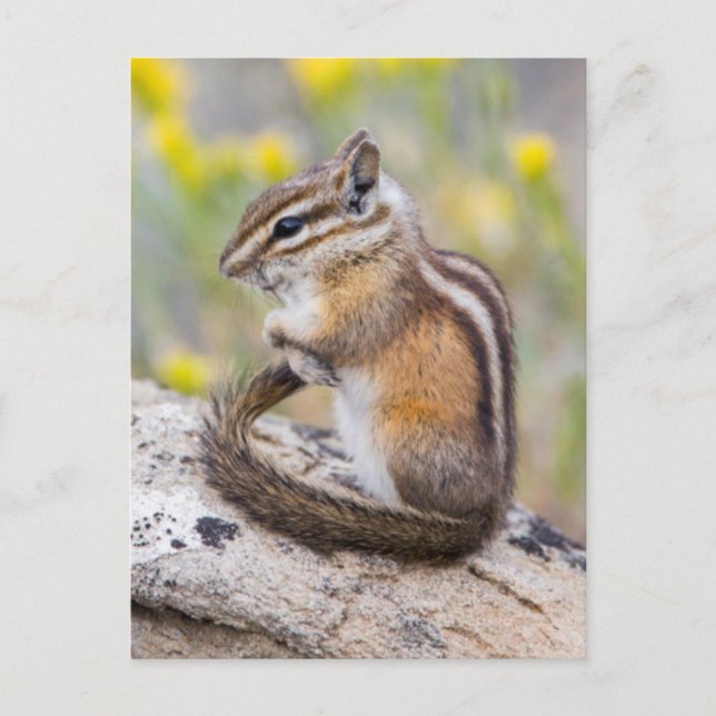 Wyoming, Sublette County, Least Chipmunk Postcard (Front)