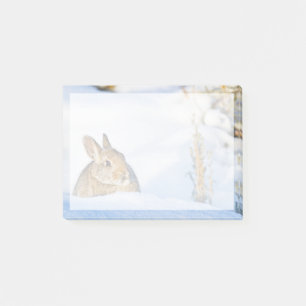Wyoming, Sublette County, Nuttall's Cottontail Post-it Notes