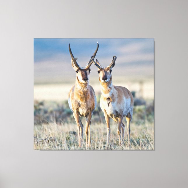 Wyoming, Sublette County, Pronghorn bucks Canvas Print (Front)