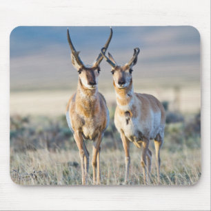 Wyoming, Sublette County, Pronghorn bucks Mouse Pad