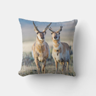 Wyoming, Sublette County, Pronghorn bucks Throw Pillow