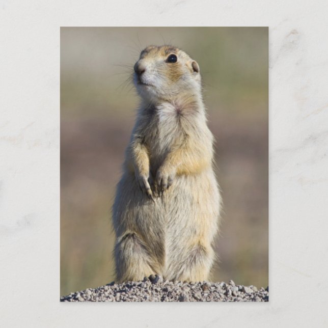 Wyoming, Sublette County, White-tailed Prairie Postcard (Front)