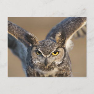 Wyoming, USA Postcard