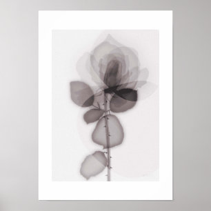 X-ray Botanical Art - Rose Poster
