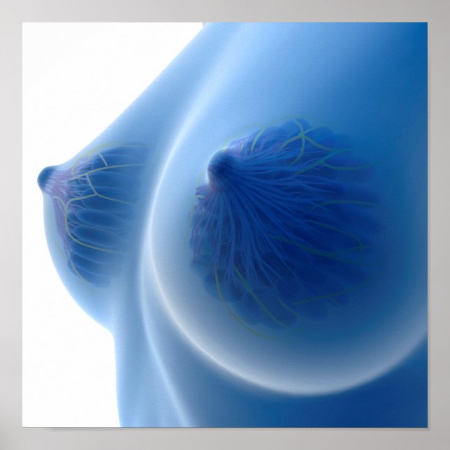 X-Ray Image Of Female Breast Anatomy Poster (Front)