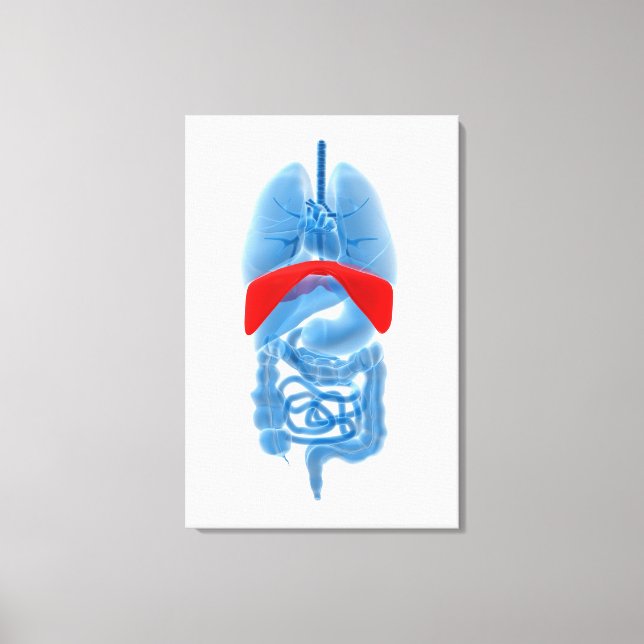 X-Ray Image Of Internal Organs With Diaphragm Canvas Print (Front)