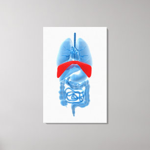 X-Ray Image Of Internal Organs With Diaphragm Canvas Print