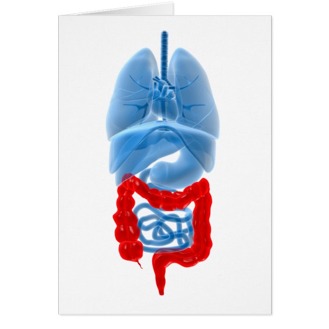 X-Ray Image Of Internal Organs With Large (Front)