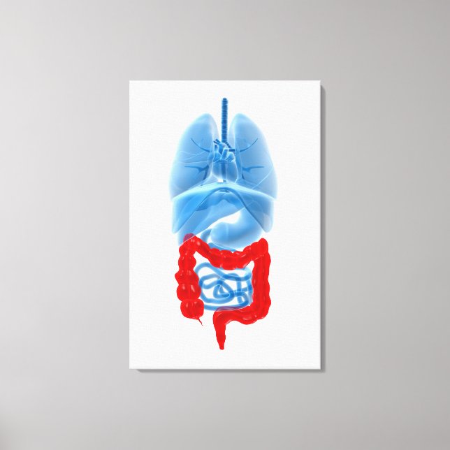 X-Ray Image Of Internal Organs With Large Canvas Print (Front)