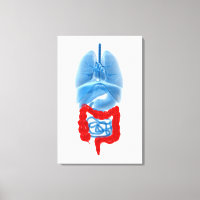 X-Ray Image Of Internal Organs With Large