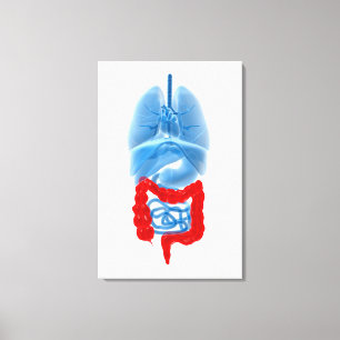 X-Ray Image Of Internal Organs With Large Canvas Print