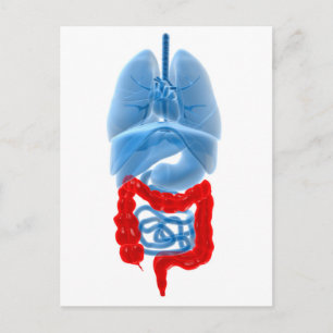 X-Ray Image Of Internal Organs With Large Postcard