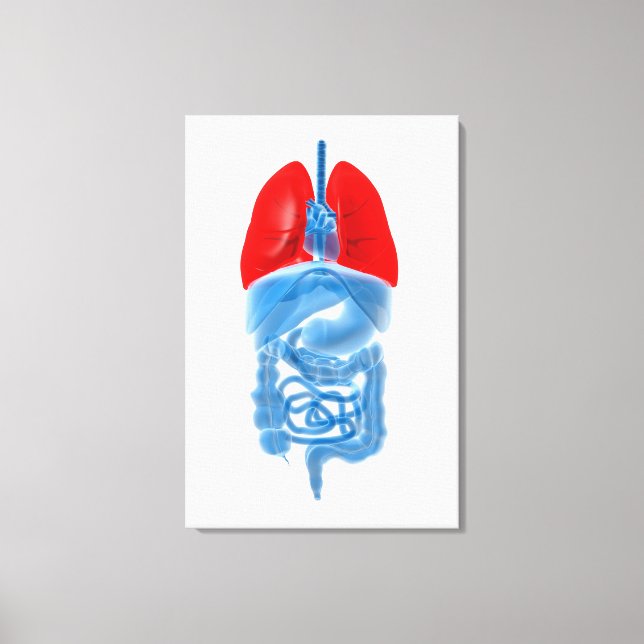 X-Ray Image Of Internal Organs With Lungs Canvas Print (Front)