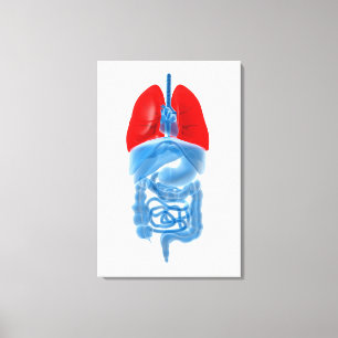 X-Ray Image Of Internal Organs With Lungs Canvas Print