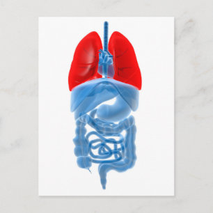X-Ray Image Of Internal Organs With Lungs Postcard