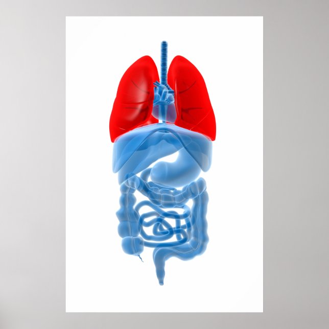 X-Ray Image Of Internal Organs With Lungs Poster (Front)