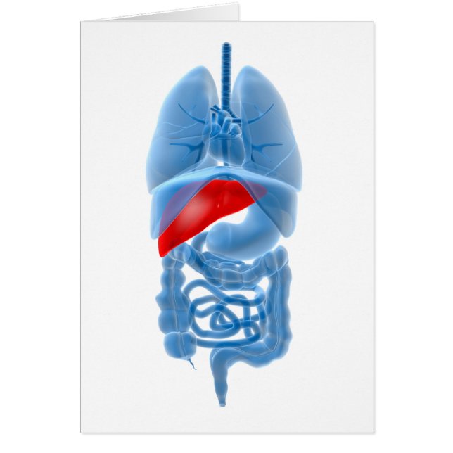 X-Ray Image Of Internal Organs With Pancreas (Front)