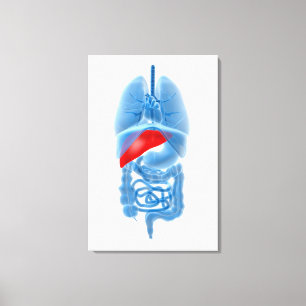 X-Ray Image Of Internal Organs With Pancreas Canvas Print