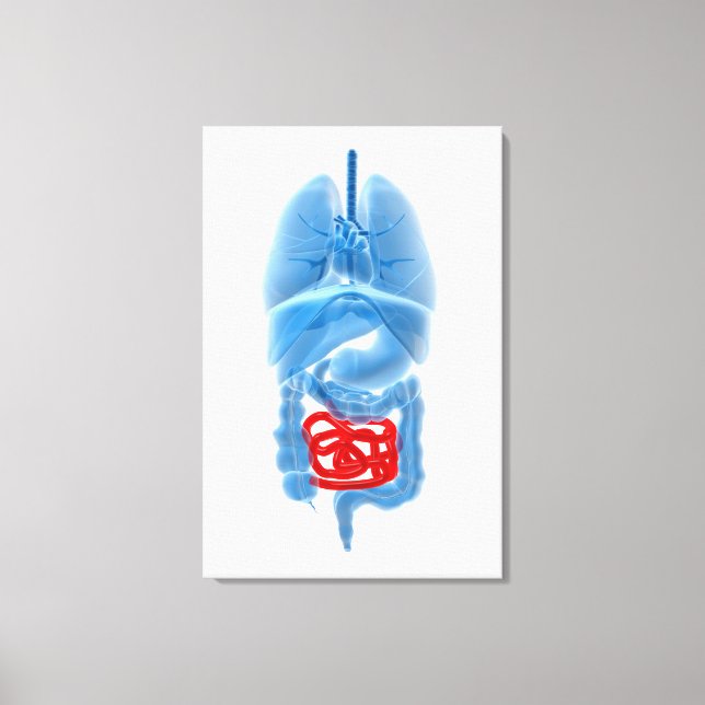 X-Ray Image Of Internal Organs With Small Canvas Print (Front)