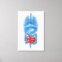 X-Ray Image Of Internal Organs With Small