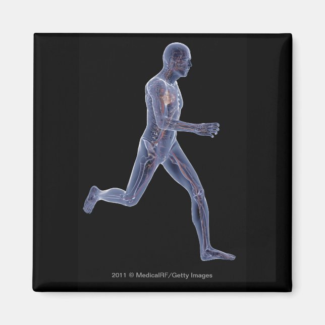 X-ray of the vascular system in a running man magnet (Front)