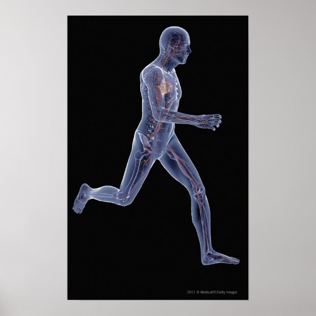 X-ray of the vascular system in a running man poster (Front)