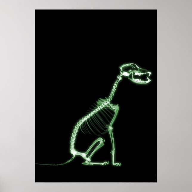 X-RAY PUPPY DOG SKELETON SITTING - GREEN POSTER (Front)