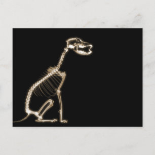 X-RAY PUPPY DOG SKELETON SITTING - SEPIA POSTCARD
