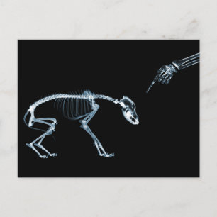 X-Ray Skeletons Bad Dog Blue Postcard