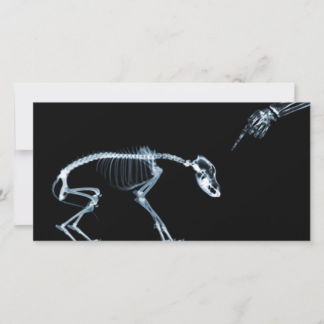 X-Ray Skeletons Blue Bad Dog (Front)