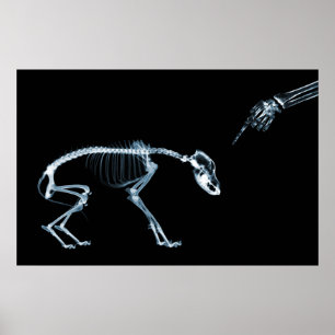 X-Ray Skeletons Blue Bad Dog Poster