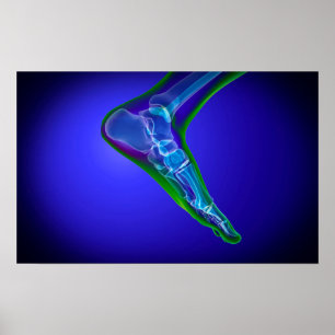 X-Ray View Of Human Foot 1 Poster
