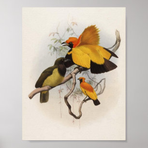 Xanthomelus aureus - Golden Bird Of Paradise Poster