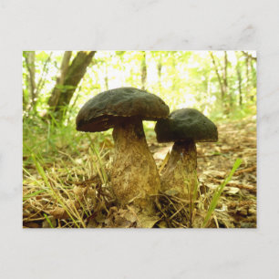 Xerocomus pruinatus Mushroom Postcard