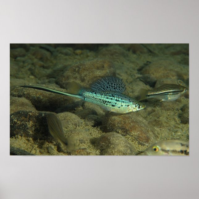 Xiphophorus montezumae - Montezumae Swordtail Poster (Front)