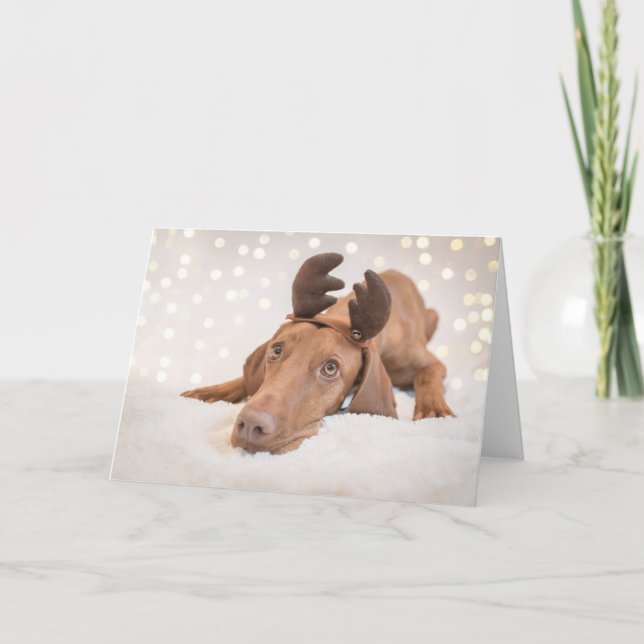 Xmas Card / Christmas Card "Magyar Vizsla" (Front)